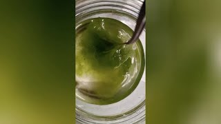 A remarquable property of some green algae (Rhizoclonium sp., Spirogyra sp., Oedogonium sp.)