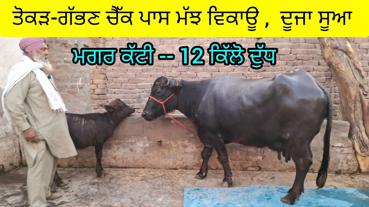 ਤੋਕੜ-ਗੱਭਣ ਮੱਝ ਵਿਕਾਊ,  12 ਕਿੱਲੋ ਦੁੱਧ,  ਮਗਰ ਕੱਟੀ   95016-19058  tokad gabhan murah buffalo for sale. 