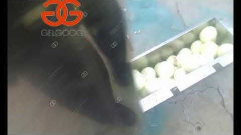 Automatic onion top and tail cutting machine