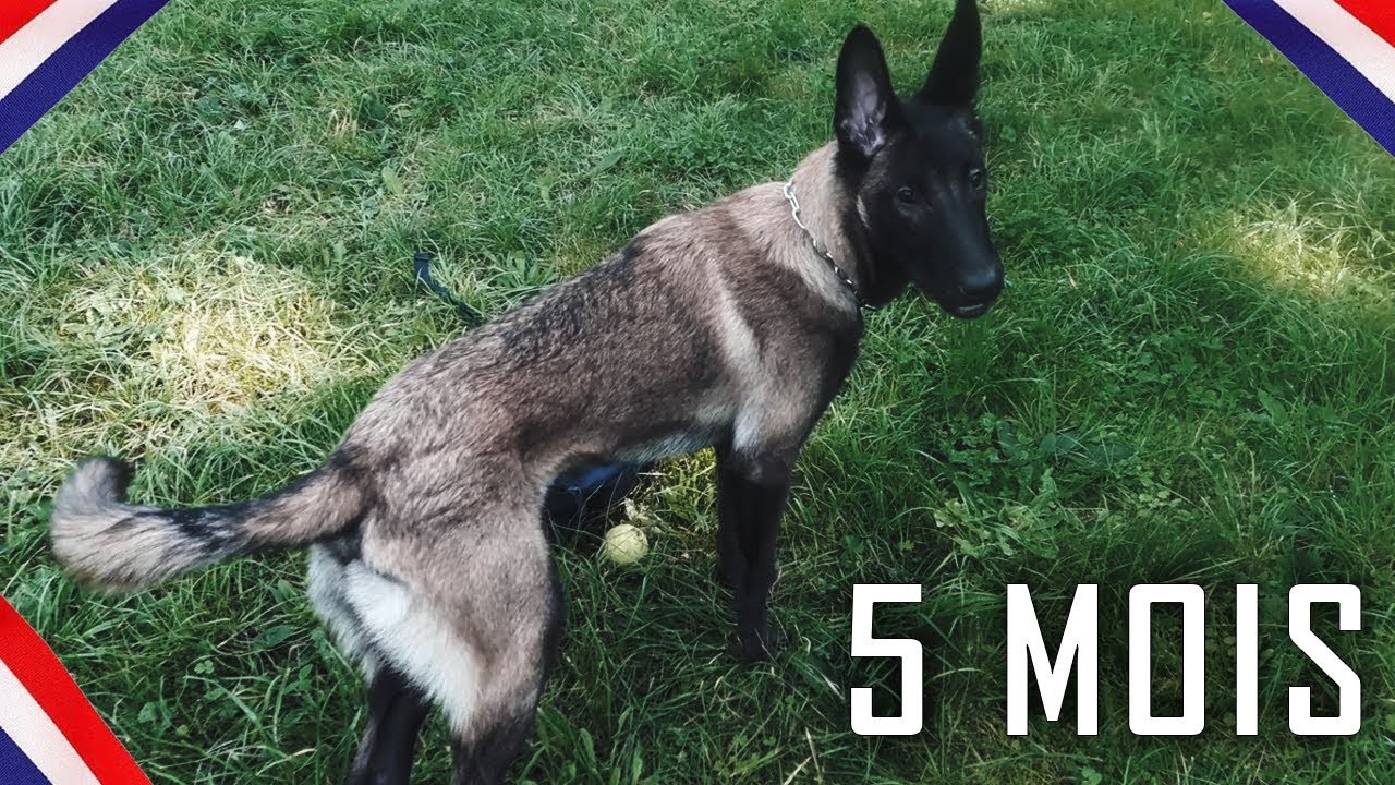 Mon Malinois A 5 Mois Youtube