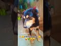 #हे मित्र ये क्या हुआ #trendingshorts #doglover#dogowner#dogshorts#dog#comedyvideo#funny#funnyshort#