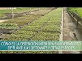 Como es la obtencion intensiva en invernadero de plantulas de tomate y otras especies - TvAgro