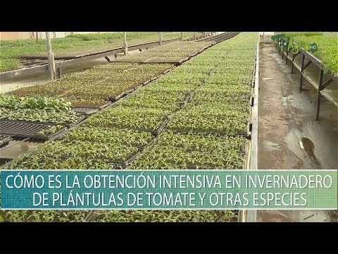 Video: Cómo Cultivar Plántulas De Tomate En Casa: En Un Invernadero, Un Apartamento En El Alféizar De Una Ventana, En Botellas, Calendario Lunar
