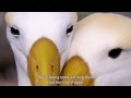 Albatross - Love Story !