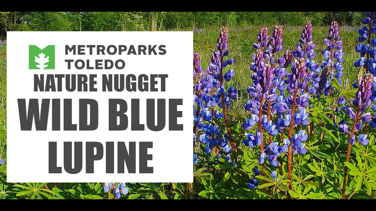 NATURE NUGGET Wild Blue Lupine YouTube