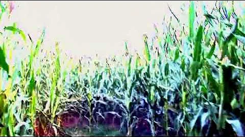 Marc Clements Corn Maze