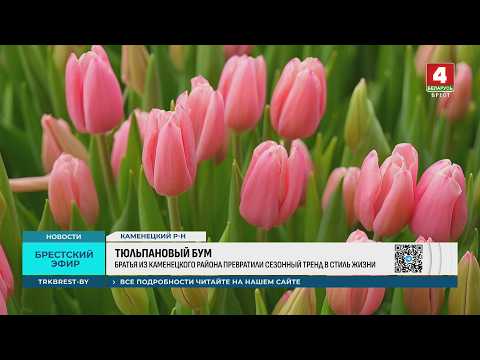 ТЮЛЬПАНОВЫЙ БУМ