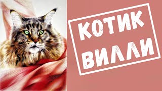 Кот Вилли.  Приколы и приключения