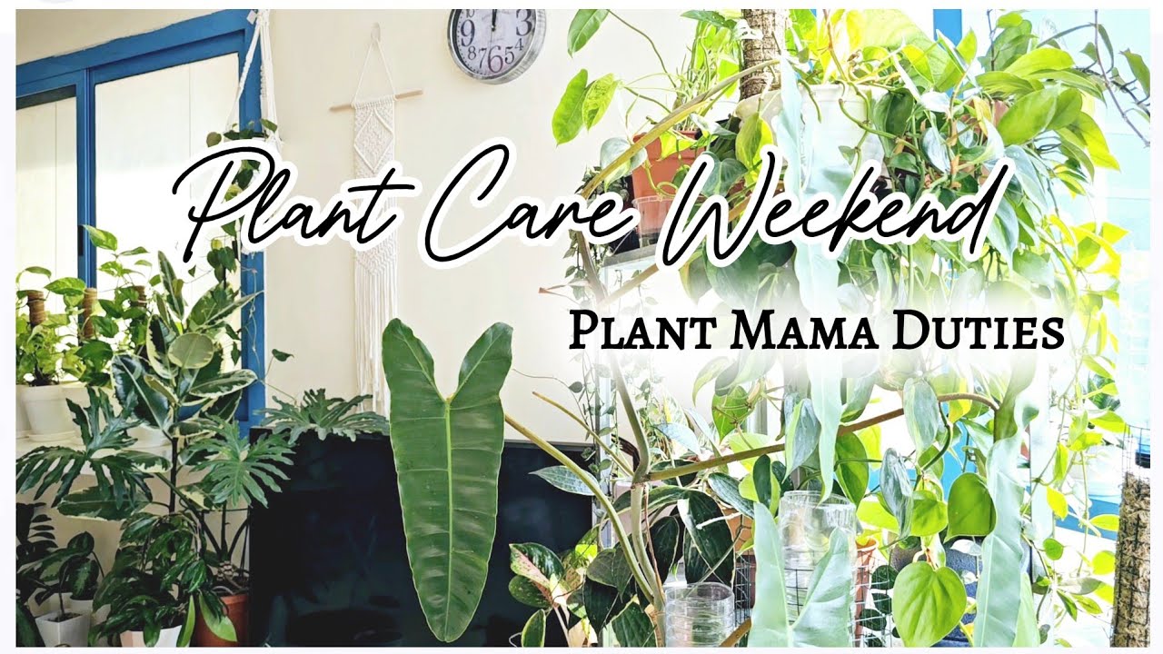 Plant Care Weekend | How to Take Care Indoor Plants - YouTube