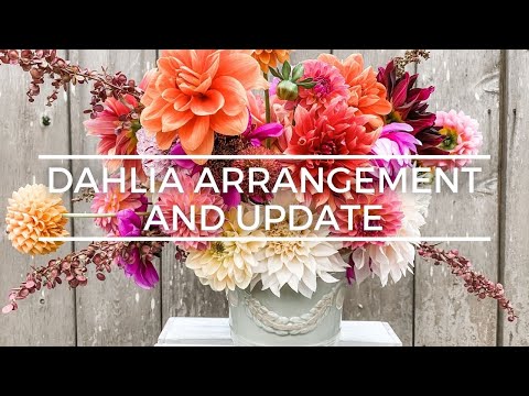 ? Dahlia Arrangement and Update // Coast to Coast Home And Garden ?