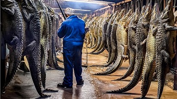 How Farming Millions of Crocodiles for Meat and Skin in China - Crocodile Farm Harvest Technology