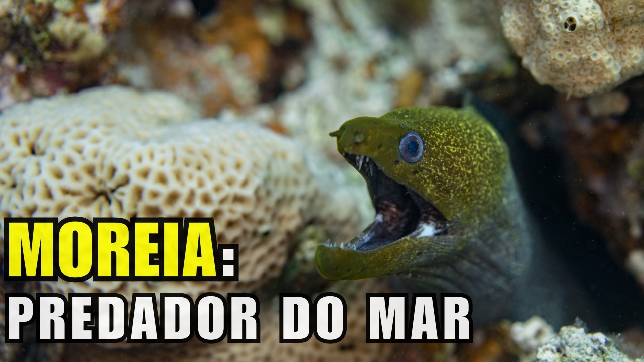 DOCUMENTÁRIO MOREIA : PREDADOR DO MAR