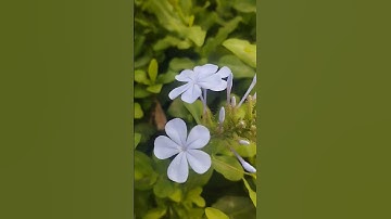 صباحكم احلى بذكر الله تلاوة خاشعة ومؤثرة الآيات الأولى من سورة يس غفر لنا ولكم الله ورزقنا من فضله