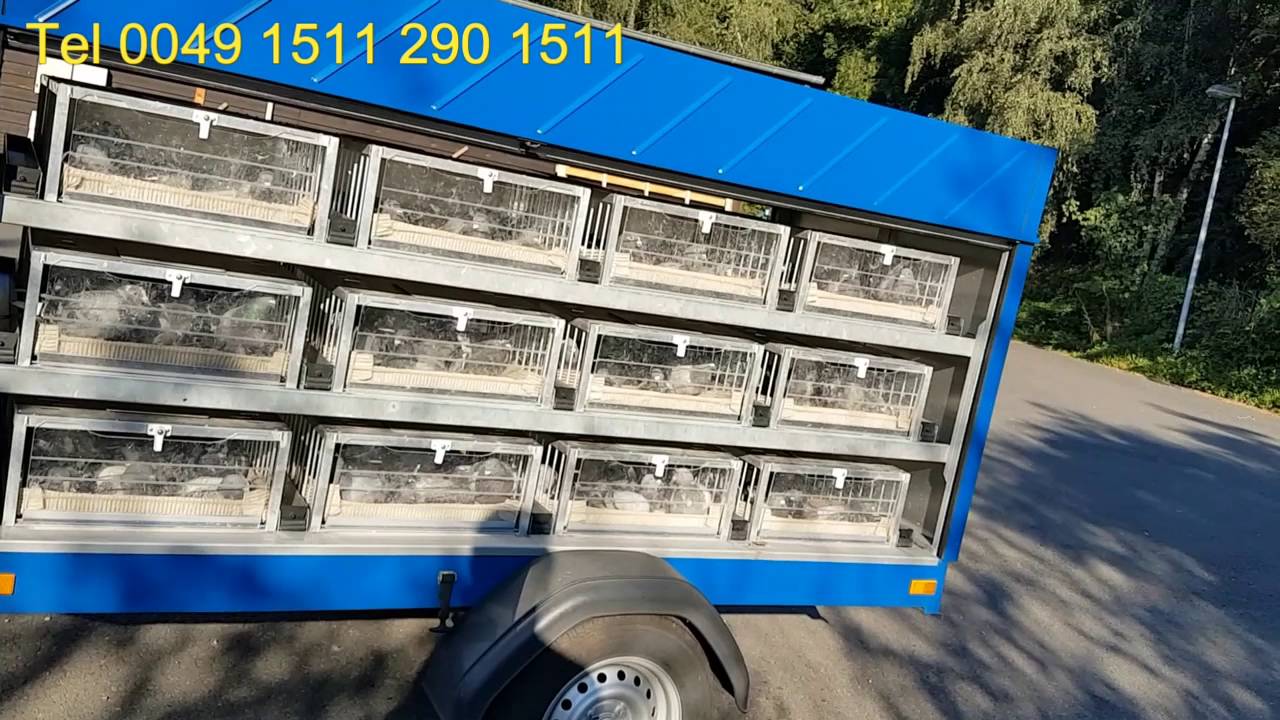 23.National of Germany 1 .Regionalverband 1.Club MONEY RACE 200KM 300KM AND OVER 400KM WELCOME