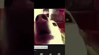 autotune dog