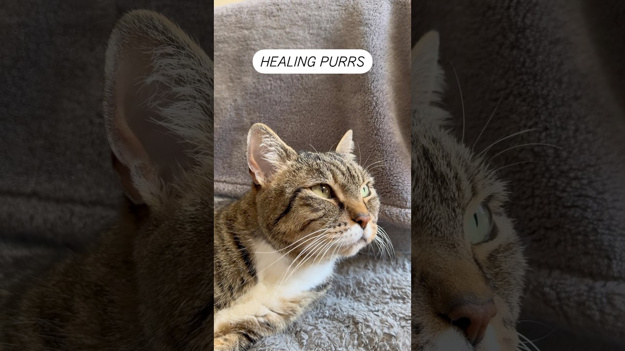 Sound on! Love the sound of kitty purrs! So soothing! 