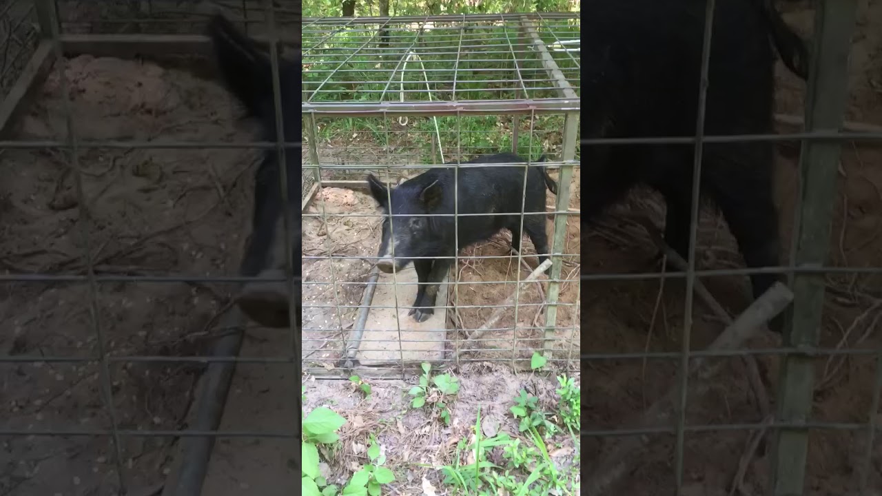 Hogs on the pearl river in Mississippi YouTube