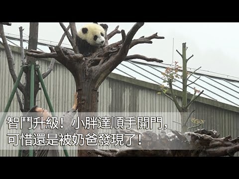 《超萌滾滾秀》第五十九期：智鬥升級！小胖達順手開門，可惜還是被奶爸發現了！ | iPanda