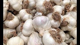 Fresh Garlic Free Stock Images