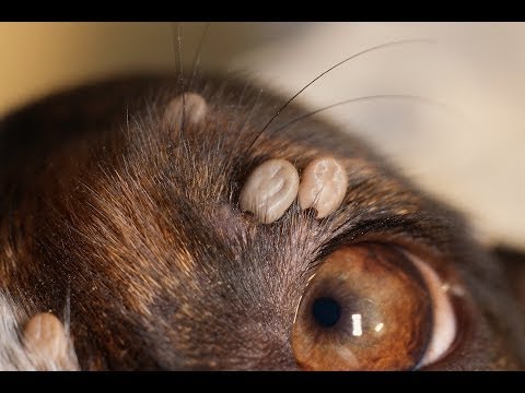 Videó: Hogyan Védheti Meg Kutyáját A Kullancsoktól