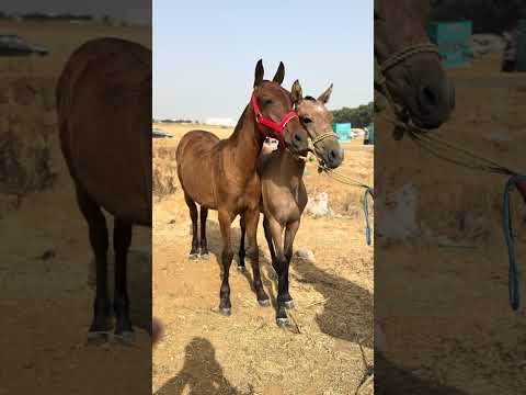 جدع جدعة ملاح ربعات سنينات للبيع 😍