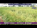 దేశ, విదేశాల్లో డిమాండ్ ఉన్న మేలు రకాల వరిసాగు వైపు రైతులను ప్రోత్సహించాలి | ఉపముఖ్యమంత్రి భట్టి