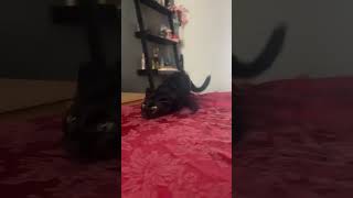 Cruz on crack 💀😭 #cat #cats #kitten #kittens @3catschaos