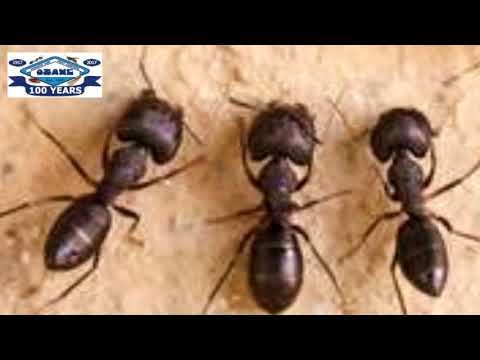 Black Ants In Toms River Nj 732 504 3758 Ozane You Black Ants In Toms River Nj 732 504 3758 Ozane