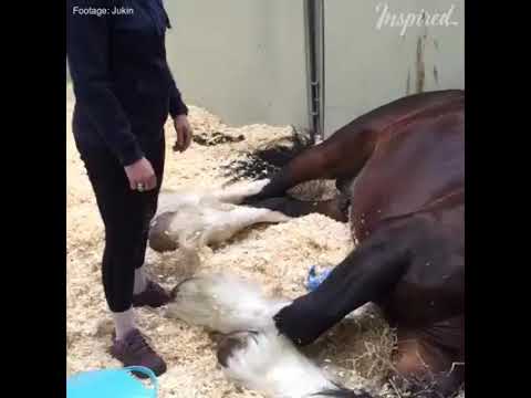 funny-horses-goofing-around