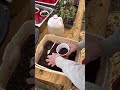 Transplanting Tomato slips into Solo cups