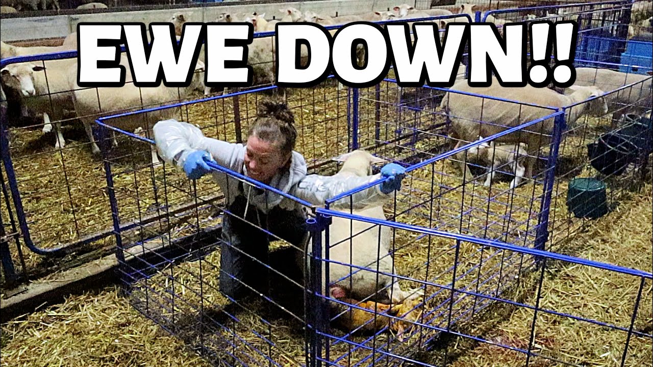 7 DAYS OF LAMBING DAY SIX (EWE DOWN, lambing pen setup, tagging