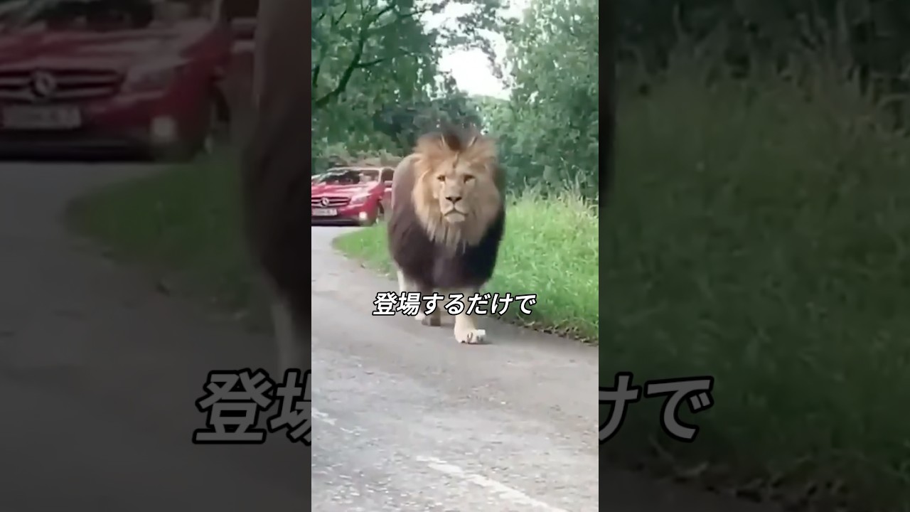 ライオンが動物の王と呼ばれる理由