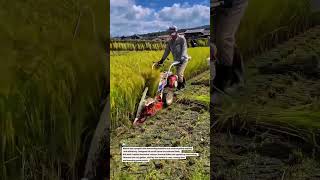 Mini Rice Harvester Machine Harvesting Paddy Fast 🌾 #RiceHarvest #FarmTech #AgriMachine