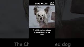 The Quirky Appeal of Hairless Chinese Crested Dogs #shorts #dog #dogs #facts