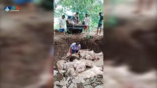 Flu Babi Ancam Peternak dan Penjual Ikan - Flores Timur