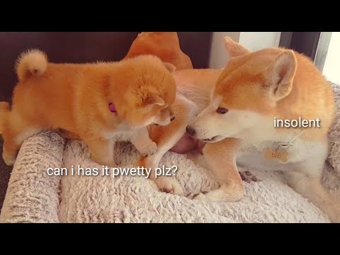 Potats Feed On Moms Paw Shiba Inu Puppies With