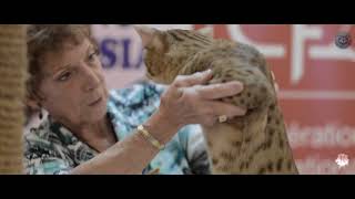 Kelab Kucing Malaysia - Special International Cat Show & Pets Lover Fiesta - Part 2/5 by kodomo lion 227 views 6 years ago 12 minutes, 6 seconds