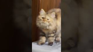 Cat ? playing video ~ Adorable Cat TikToks shorts cat cutecat cattiktok youtubeshorts like