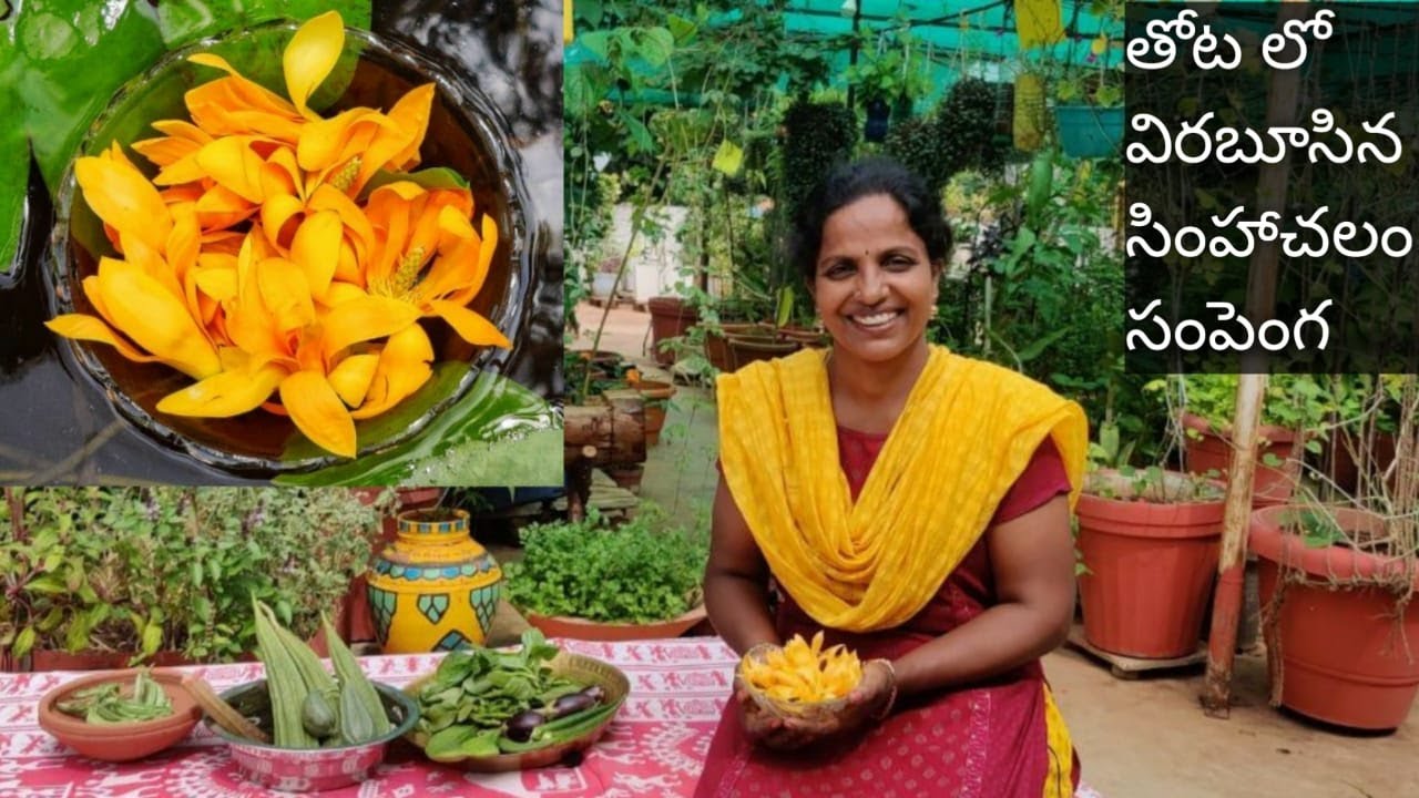 హార్వెస్ట్ చేస్కుంటు,నాకు తెలిసిన కొన్ని విషయాలు - Fragrant Golden Champaca Flowers🏵🏵🏵Terrace Garden