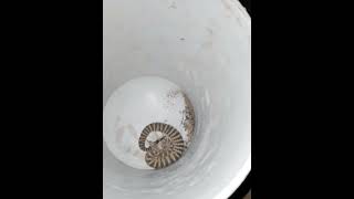 Llenado Abrevaderos en el Cerro Johnson, Hermosillo, Sonora.