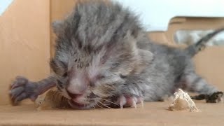 Kittens Cry for Momcat While Learning to Drink Milk - Emotional Rescue
