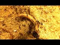 P. diversus highway of food compilation