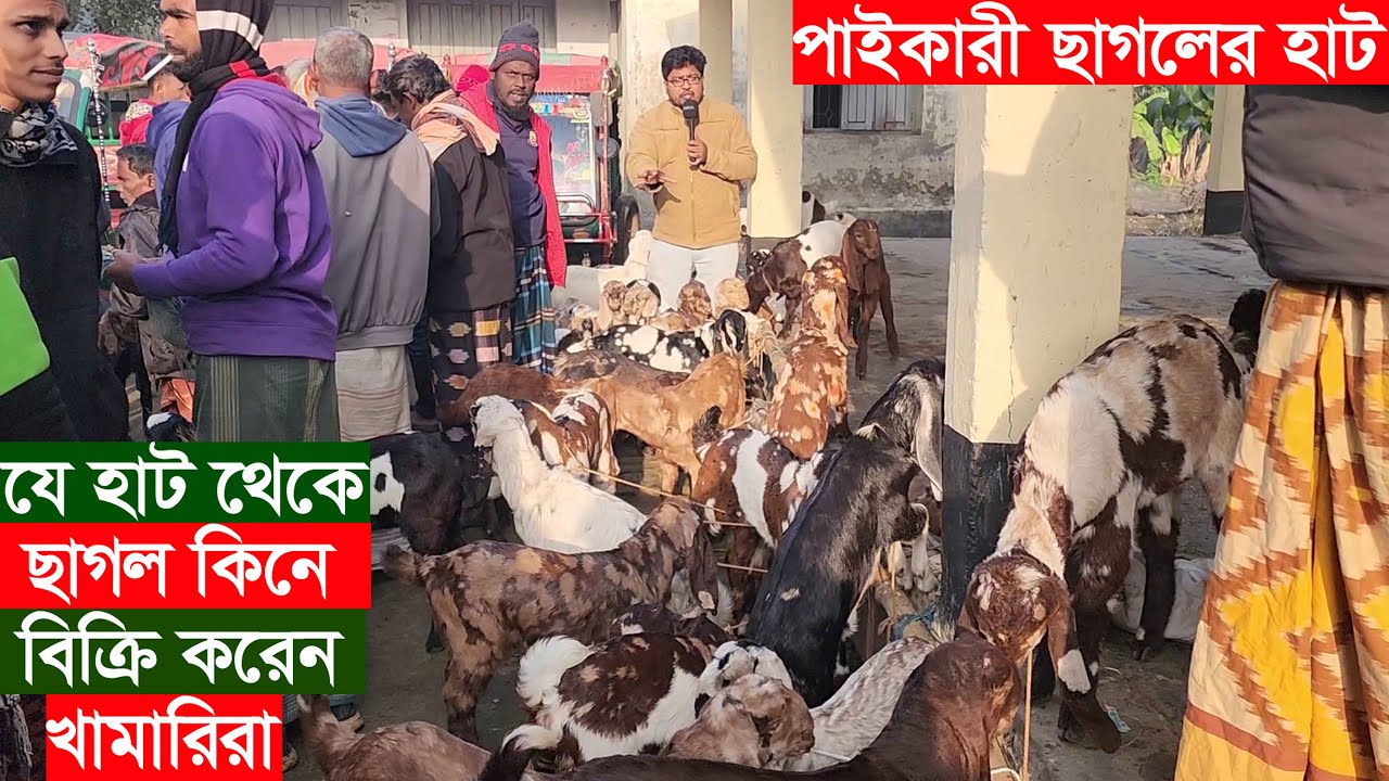 Козий рынок Наторе-Хойбатпур 2026. Рынок, на котором фермеры покупают и продают козлят. Цена на коз.