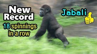 Gorilla Jabali spinned 18 times in a row,ran away with Ringo when it thundered金剛猩猩Jabali連18轉2次打雷快跑