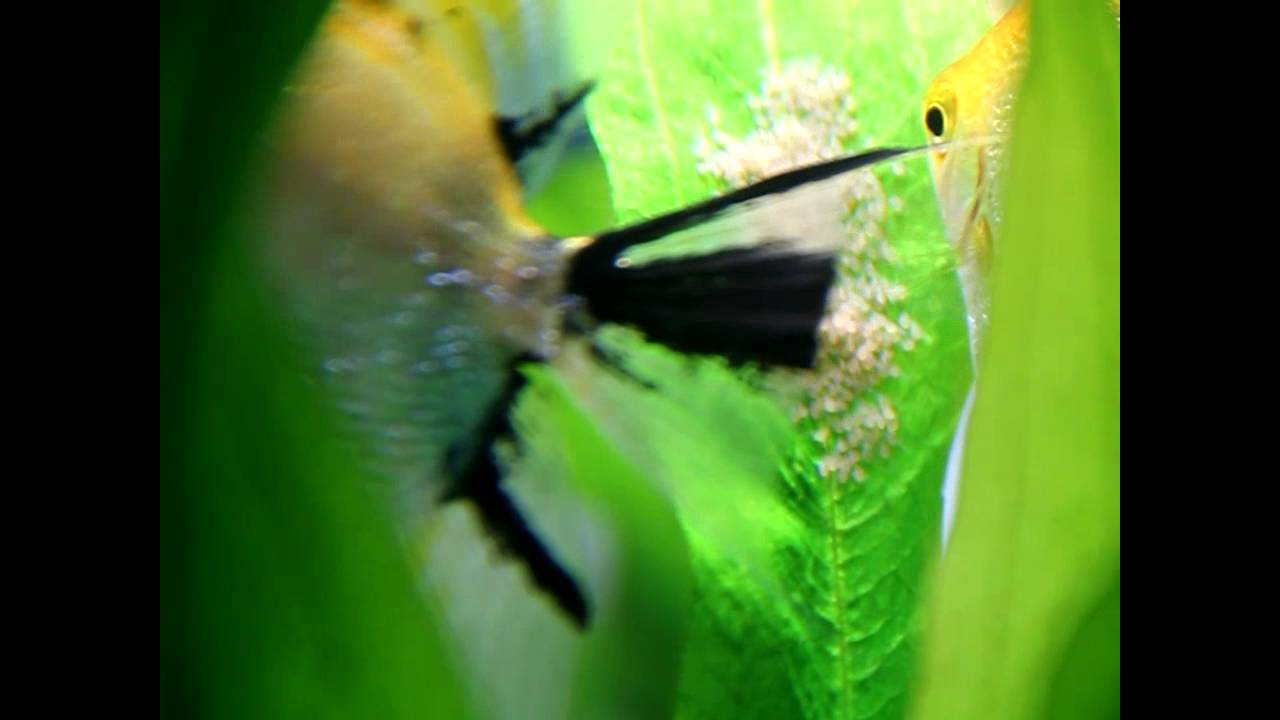 Общее состояние акваса 20111105