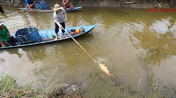 Đi kích cá vuông tôm quá nhiều cá lóc khủng | Go jack fish square shrimp too much snakehead fish