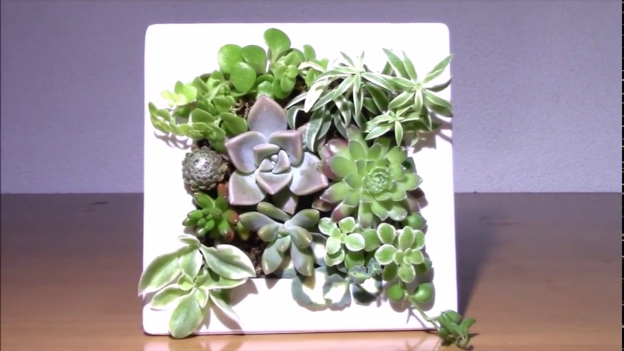 多肉植物の立体寄せ植え 完成動画 Succulent Planting 壁掛け型フレーム Youtube