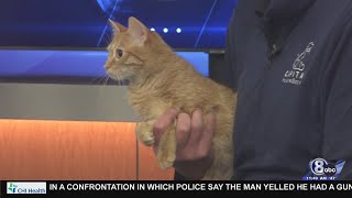Midday Interview: Capital Humane Society (Lilac)