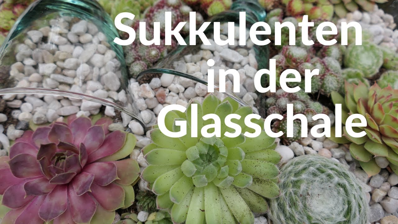 DIY mit Sukkulenten & Steinen | Pflanzidee zum verschenken 🌵🪴
