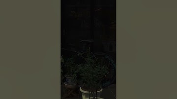 #القارئ:عبدالرحمن مسعد | #سورة_العنكبوت🕸️🕷️